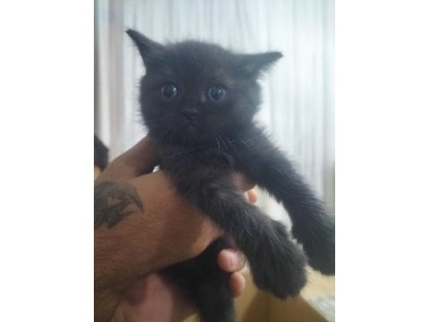 Scottish fold ve british yavru