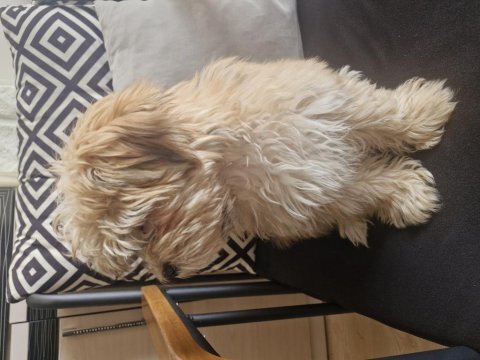 Maltipoo terrier