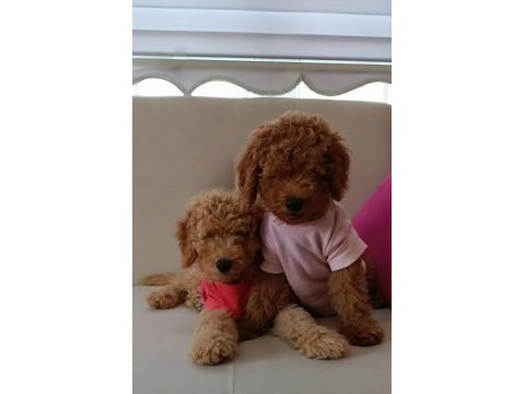 Yavru toy poodle