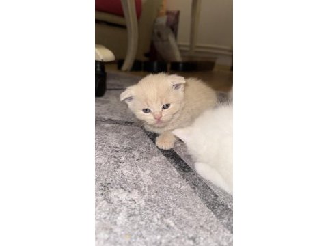 British longhair yeni yuvalarını arıyoruz yer ankara