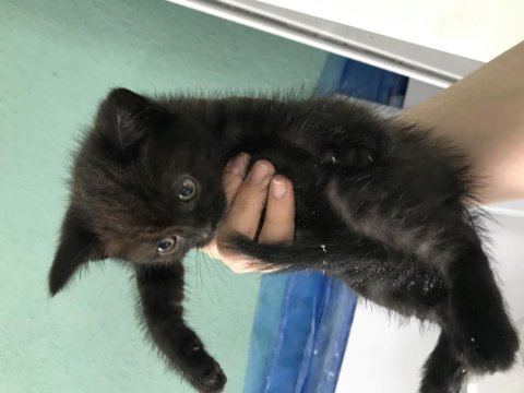 47 günlük yavru kedi