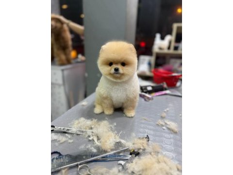 Ayı surat teddy bear boo yavrular