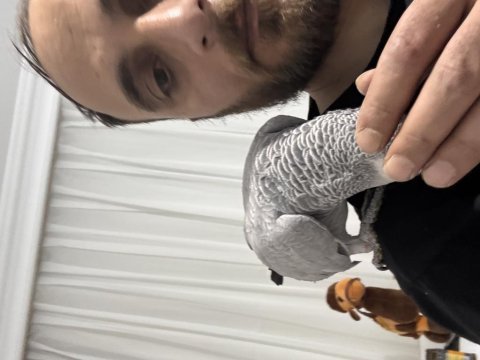 Full evcil dişi jako papağanı