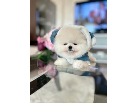 Pomeranian boo erkek ayı surat