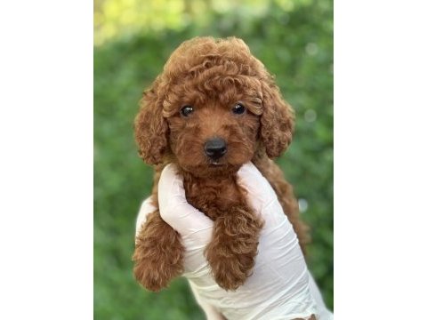 Minicik bedende kocaman sevgi poodle