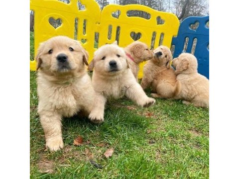Golden retriever yavrularımız evinizin neşesi olacaktır