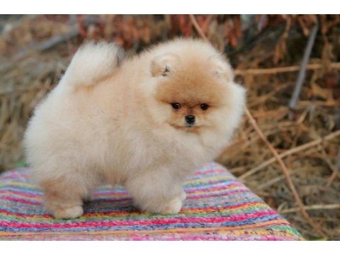 Şecereli ırk garantili pomeranian boo teddy bear
