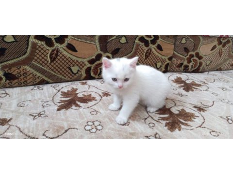 55 günlük beyaz british shorthair