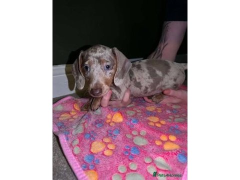 Bri çok seçenek ile dachshund bebeklerimiz