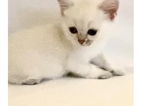 Beyaz mavi gözlü çok tatlı british bebek