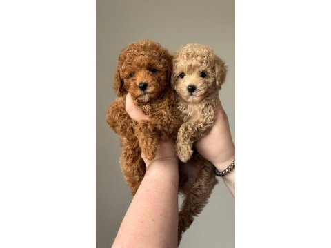 Toy poodle puppy