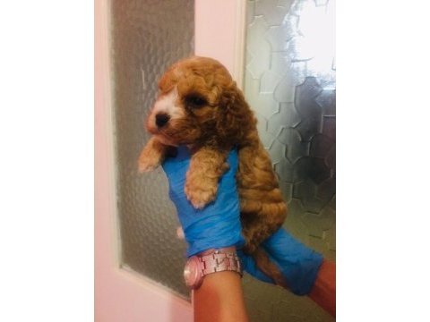 Maltipoo can dostlar ev üretimi