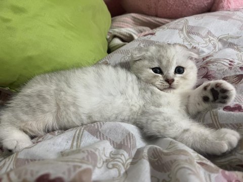 Cins kedimiz yuva arıyor acil