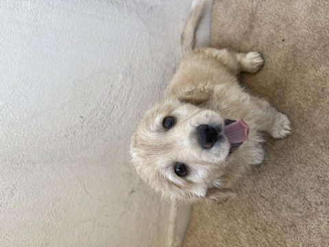 2 aylık terrier
