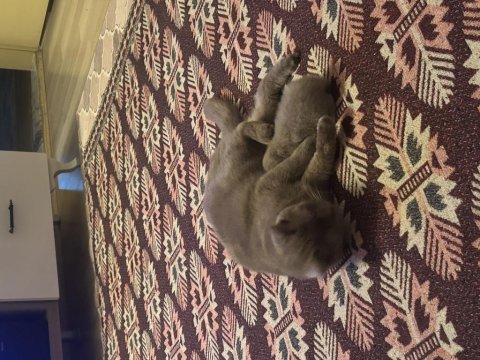 British shorthair duman bey sahibini bekliyor