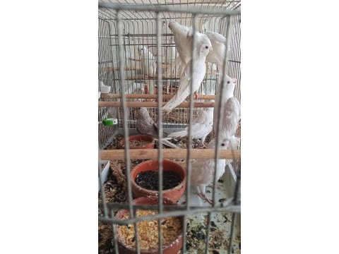 1.5 aylık 5 aylık arası yavru kuşlar