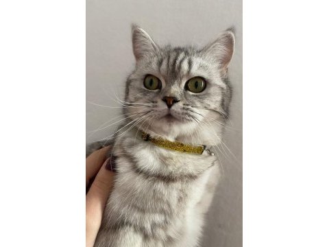 British shorthair acil yuva arıyoruz