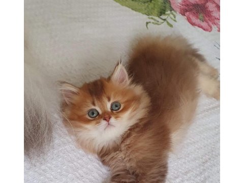 British longhair