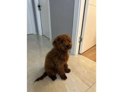 6 aylık toy poodle