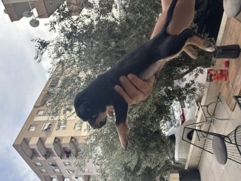 Dişi erkek 2 adet yavru köpeğimiz