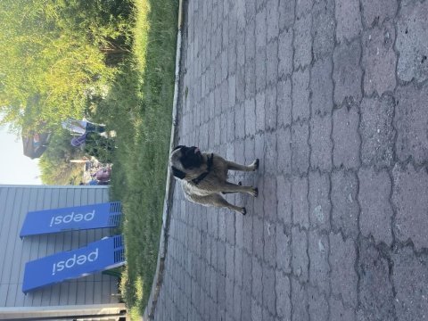 2 yaşında pug