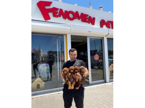 Show kalite maltipo yavrulr çeşit çeşit yavrulr ank