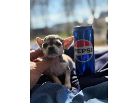 Sağlık ve ırk garantili chihuahua yavrularımız