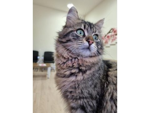 Kedi sahiplendirme