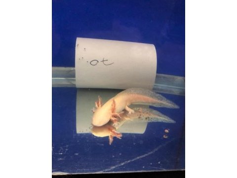 25 cm damızlık çift aksolotl