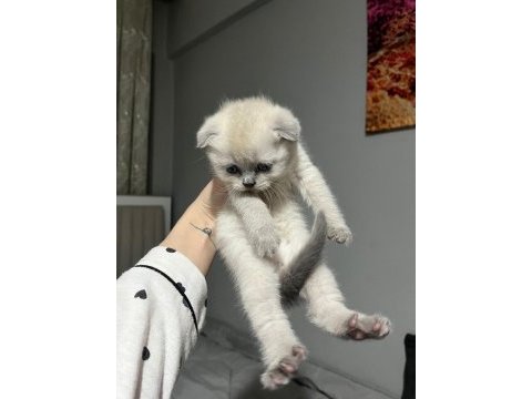 Point blue scottish fold bebekler