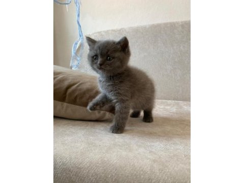 Top kafa ayı surat minnoşlar orjinal british shorthair