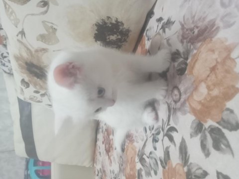 Orjinal şecereli british shorthair