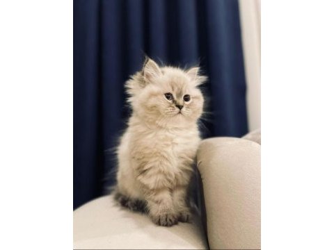 Iran chinchilla yavru kediler
