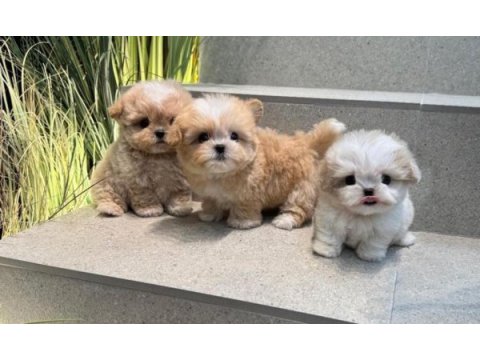 Anatomi harikası maltipoo bebekler