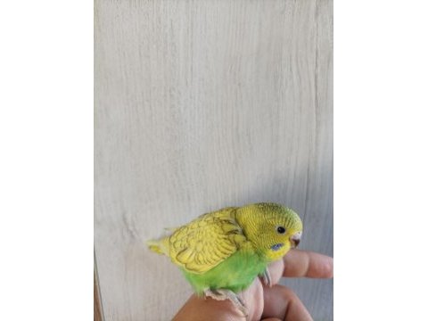Yavru muhabbet kuşu yeni yeme düşmüş yavrular