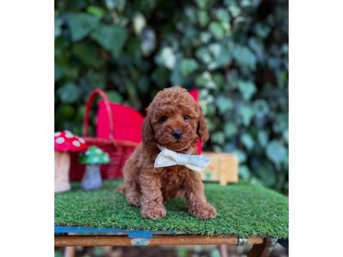 Safkan toy poodle köpeklerimiz