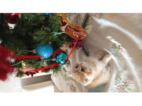 Yakışıklı british shorthair oğlumuza yuva arıyoruz