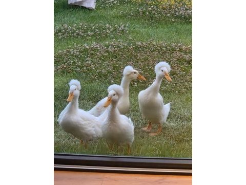 Harika güzellikte ponpon ördekler