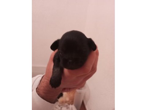 3 adet yavru 2 erkek 1 dişi pekinez