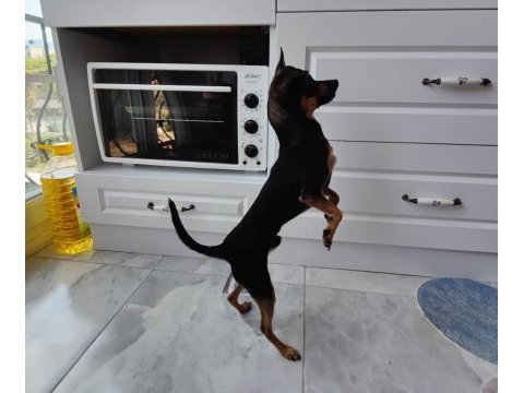 11 aylık kimlikli çipli alman pinscher, wc eğitimi var