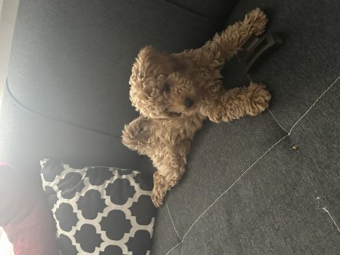 Toy poodle köpeği