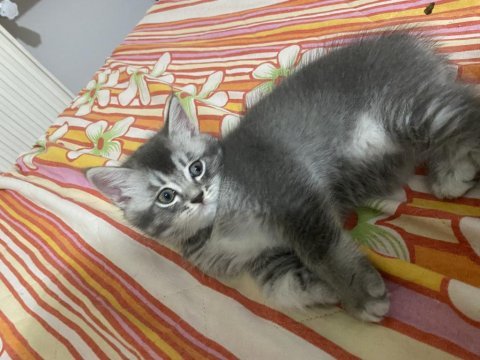 British shorthair yavrular 2 erkek bir dişi