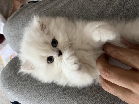 Safkan mavi gözlü erkek yavru british longhair