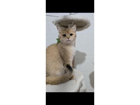 Kısırlaştırma şartıyla british shorthair sahiplendirilecek