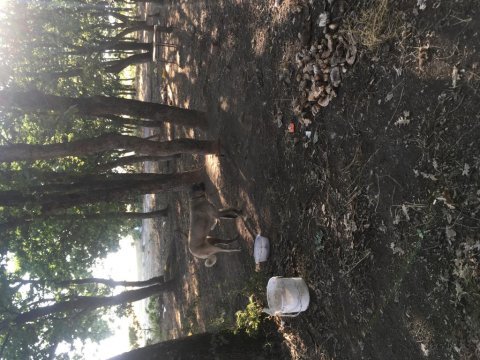 Çift kangal dişi erkek 7 aylık