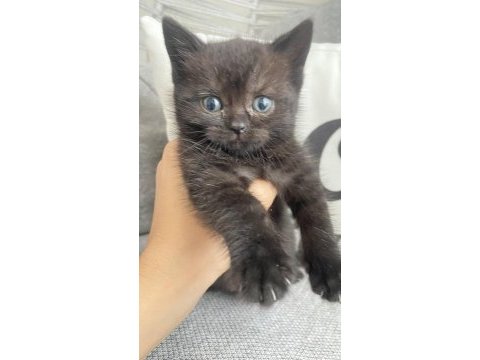 Minnoş kedilerim