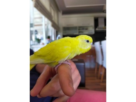 Sarı sağlıklı yavru muhabbet kuşu