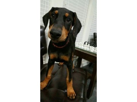 Eğitim ve bakım destekli dobermanlar