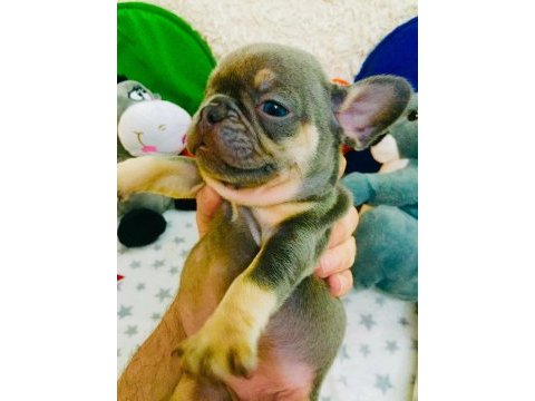 Anatomi harikası lilac tan french bulldog bebeklerimiz