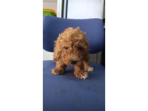Irk ve sağlık garanti orjinal maltipoo bebeğimiz
